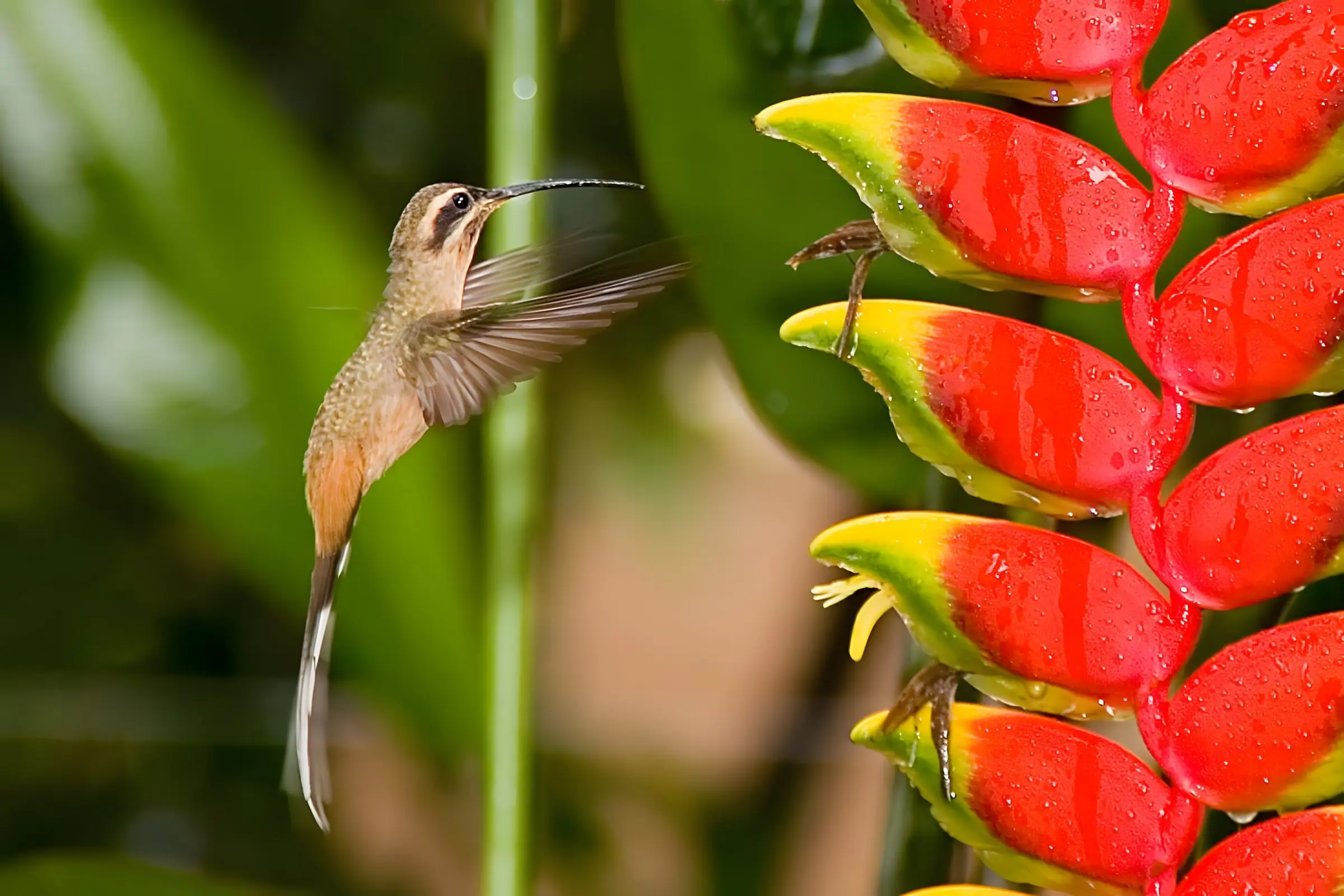 Beija-flor em voo diante de uma flor de helicônia vermelha e amarela